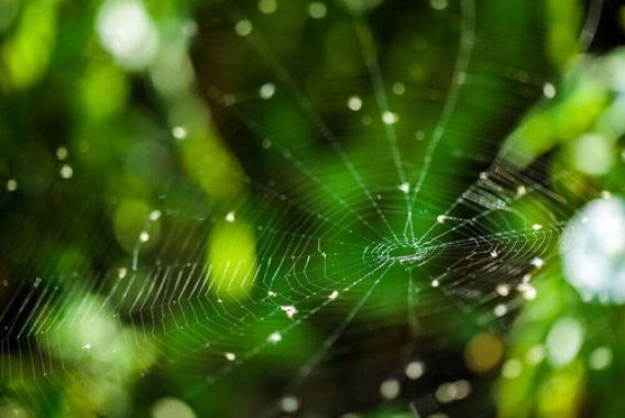 Closeup of a spider web against foliage blurred background