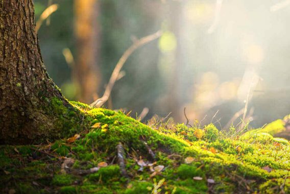 Forest floor in autumn with ray of light and green moss